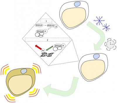 Artist's Representation of the White-To-Beige Fat Cell Epigenetic Changes
