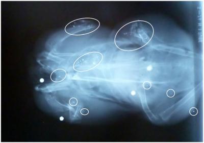 Radiograph of a Pigeon with Four Pellets and small pieces of ammunition.
