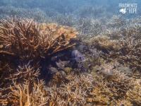 Fish among elkhorn and staghorn corals