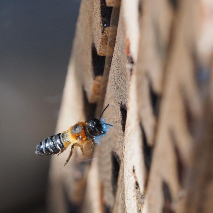 A mortar bee carries a piece of polyethylene foam into her nest.