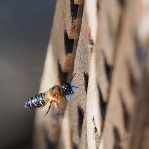 A mortar bee carries a piece of polyethylene foam into her nest.