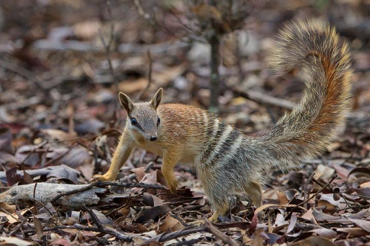 australian numbat