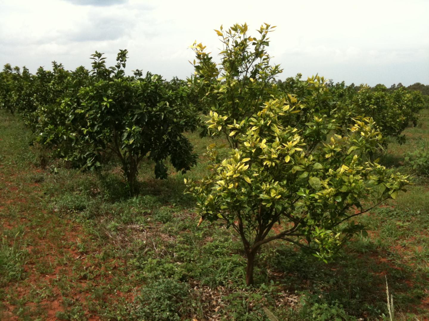 How Farmers' Opinions Determine Success of Plant-Disease Control Strategies