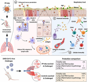 COVID-19: a respiratory vaccine effective in mice