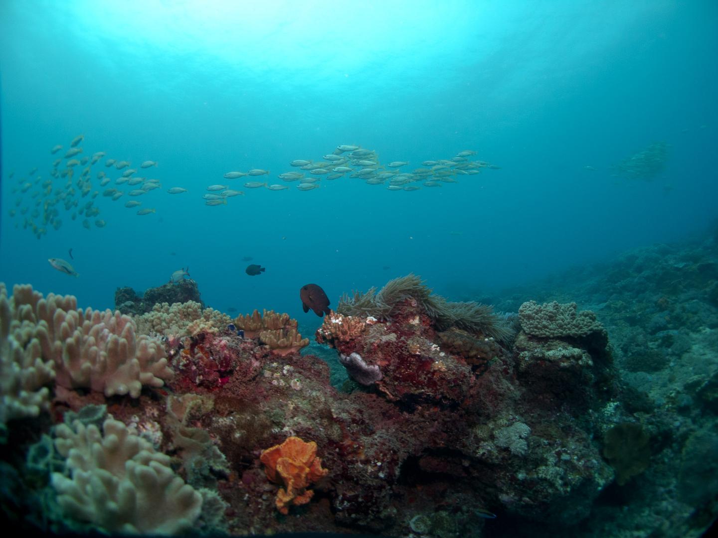 Kenya Coral Reef