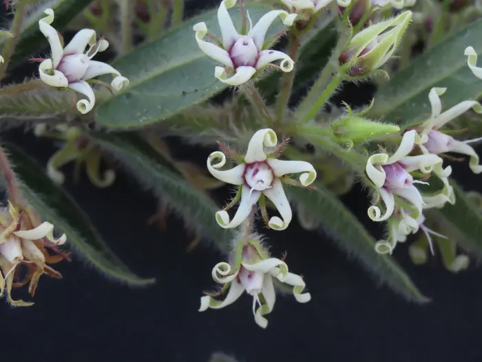 Oxypetalum erectum