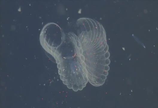 Giant Larvaceans Transfer Ocean Pollution by Ingesting Plastic Waste (2 of 3)