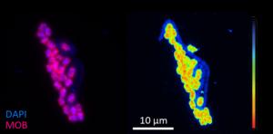 The microorganisms in action