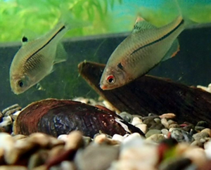 A male (right) and female (left) pair of Rhodeus atremius suigensis, seeing an individual of the mussel used for oviposition