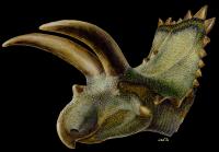 <i>Coahuilaceratops</i> Rendering