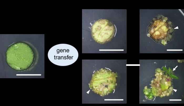 Researchers develop novel gene expression-based plant regeneration approach without the application of plant growth regulators