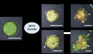 Researchers develop novel gene expression-based plant regeneration approach without the application of plant growth regulators