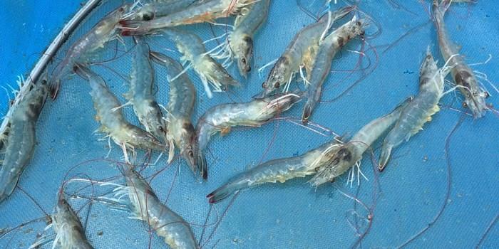 The Pathobiome Concept Could Be Applied to Enhance Production of Many Species, Such as Shrimp