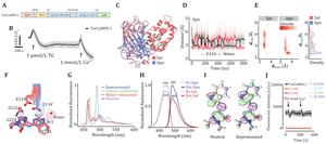 Image:  mTurquoise2-based GECI with GCaMP-like design (TurCaMP0.1) and its variants showed minimal Ca2+-dependent changes.