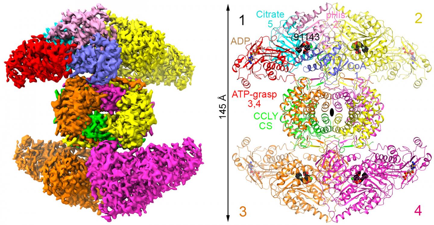 A 3D Structure of ACLY