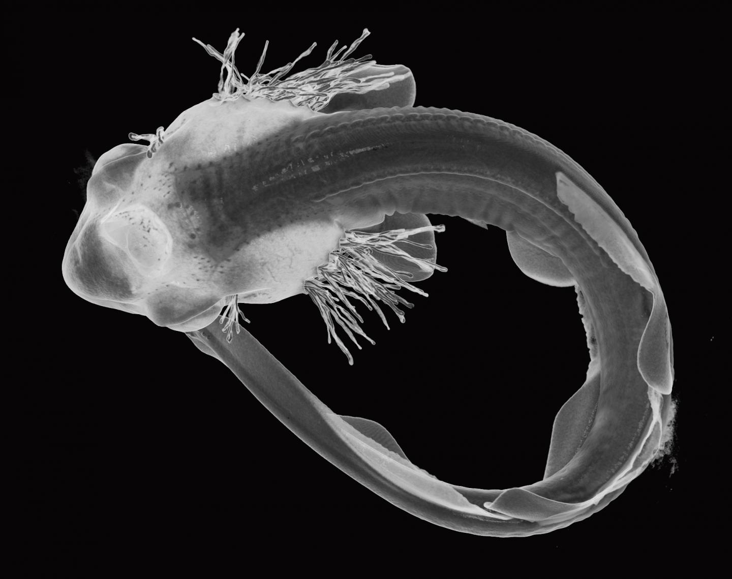 Catshark Embryo