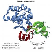 SMAD2 Protein