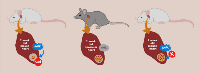 How to regenerate mouse hearts