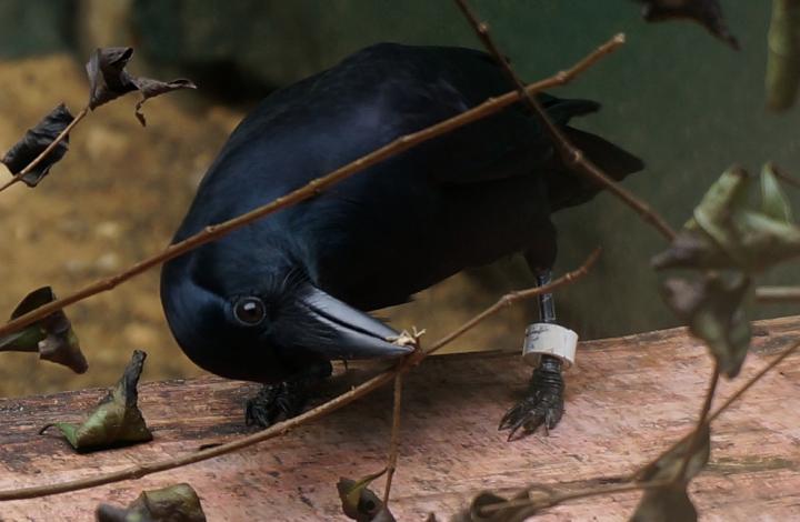 New Caldonian Crow Named Elsa