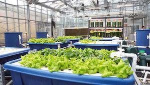 Tilapia-lettuce aquaculture system