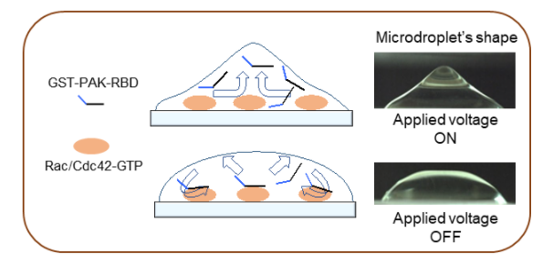 A novel technique to evaluate the invasive and metastatic potential of cancer cells