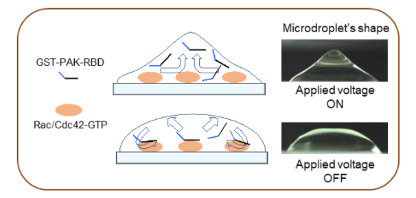 Non-contact agitation technology using alternating electrical fields causes changes in the shape of microdroplets