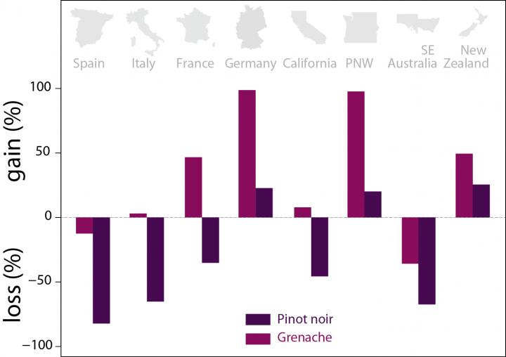Pinot Noir and Grenache Gains and Losses under 2 Degrees of Warming