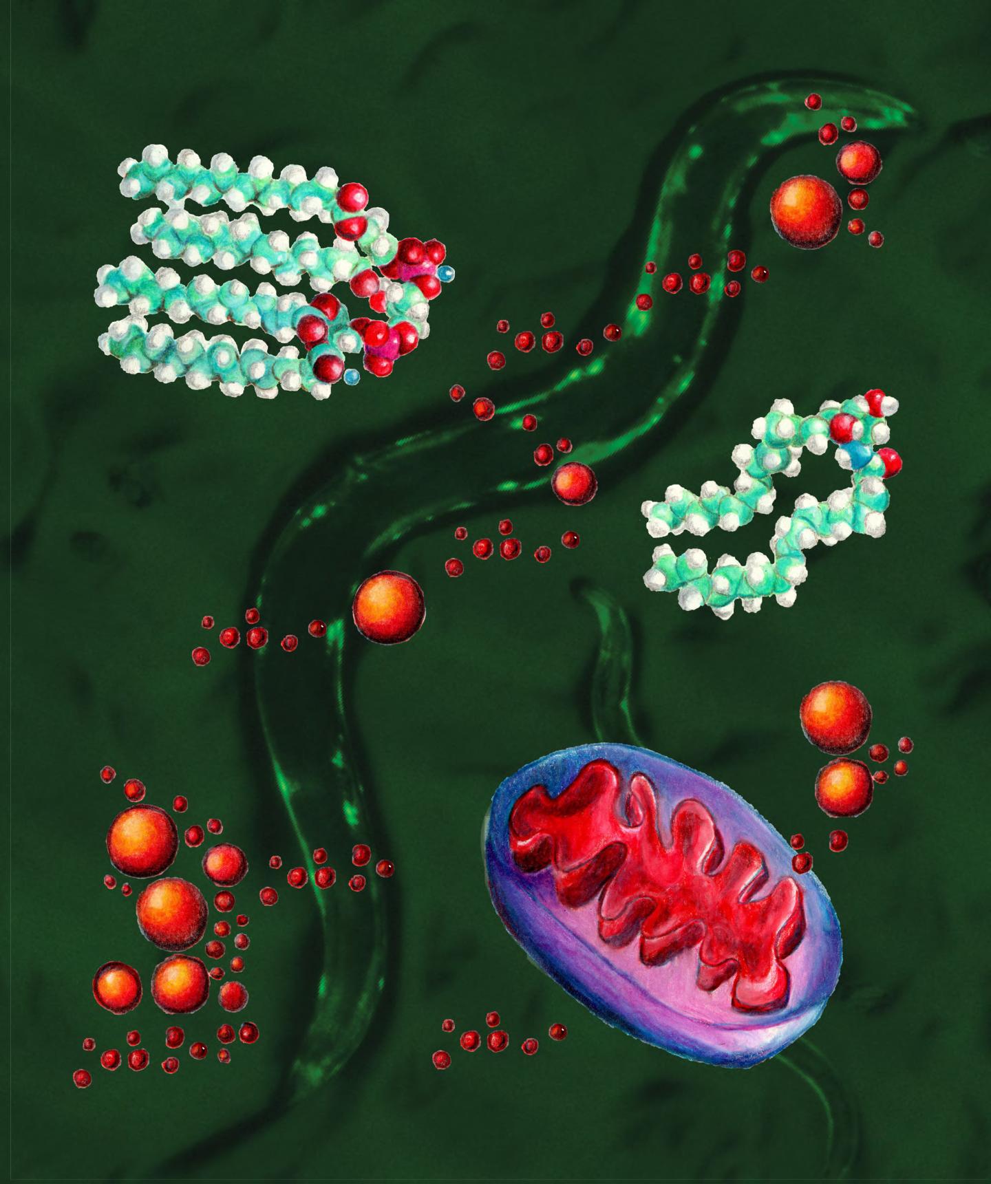 Mitochondria and Lipids