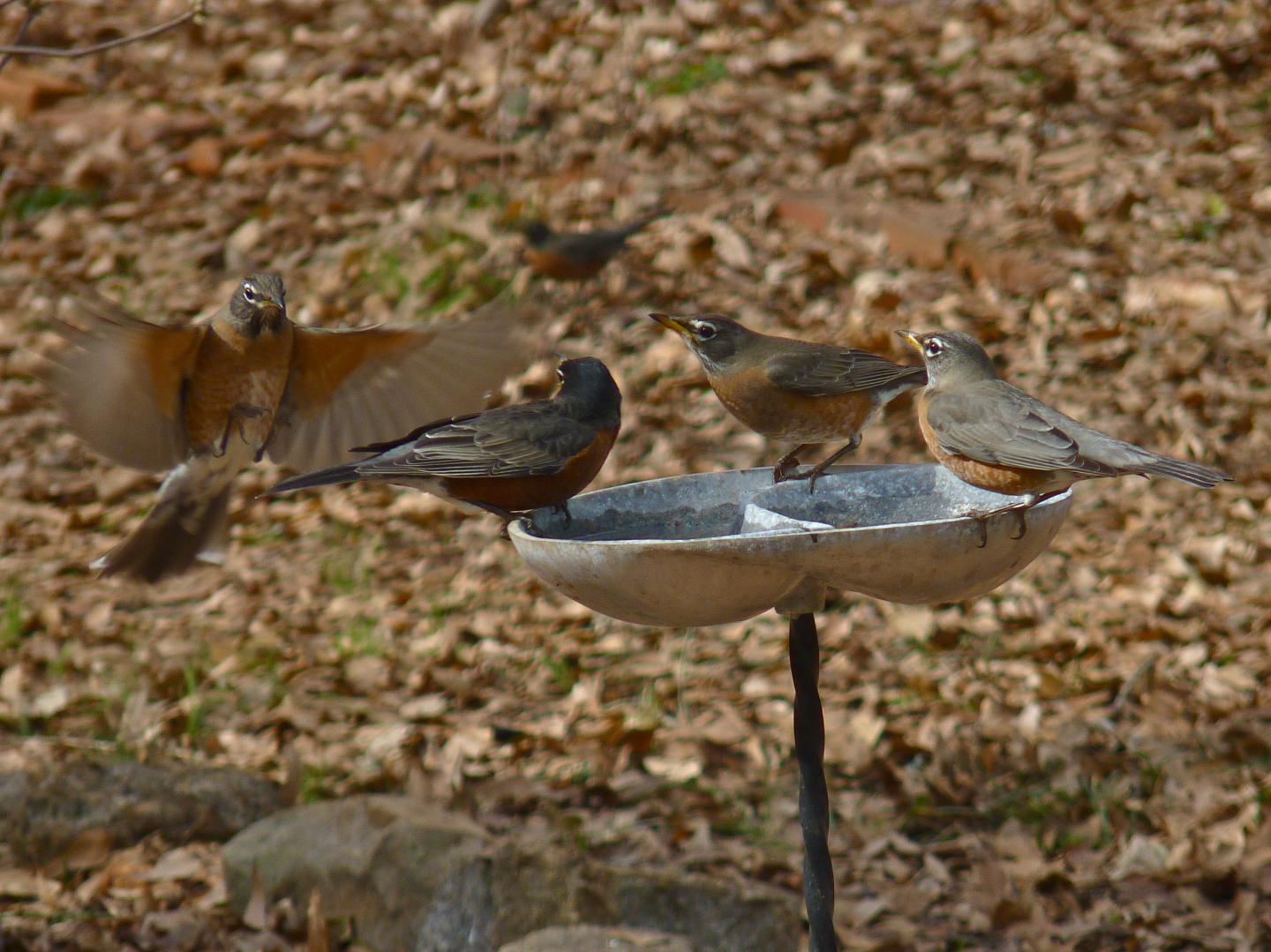 American Robins