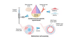 Spontaneous cellular self-assembly into a dual-layer BBB using cerebrovascular-specific bioink and 3D bioprinting technology