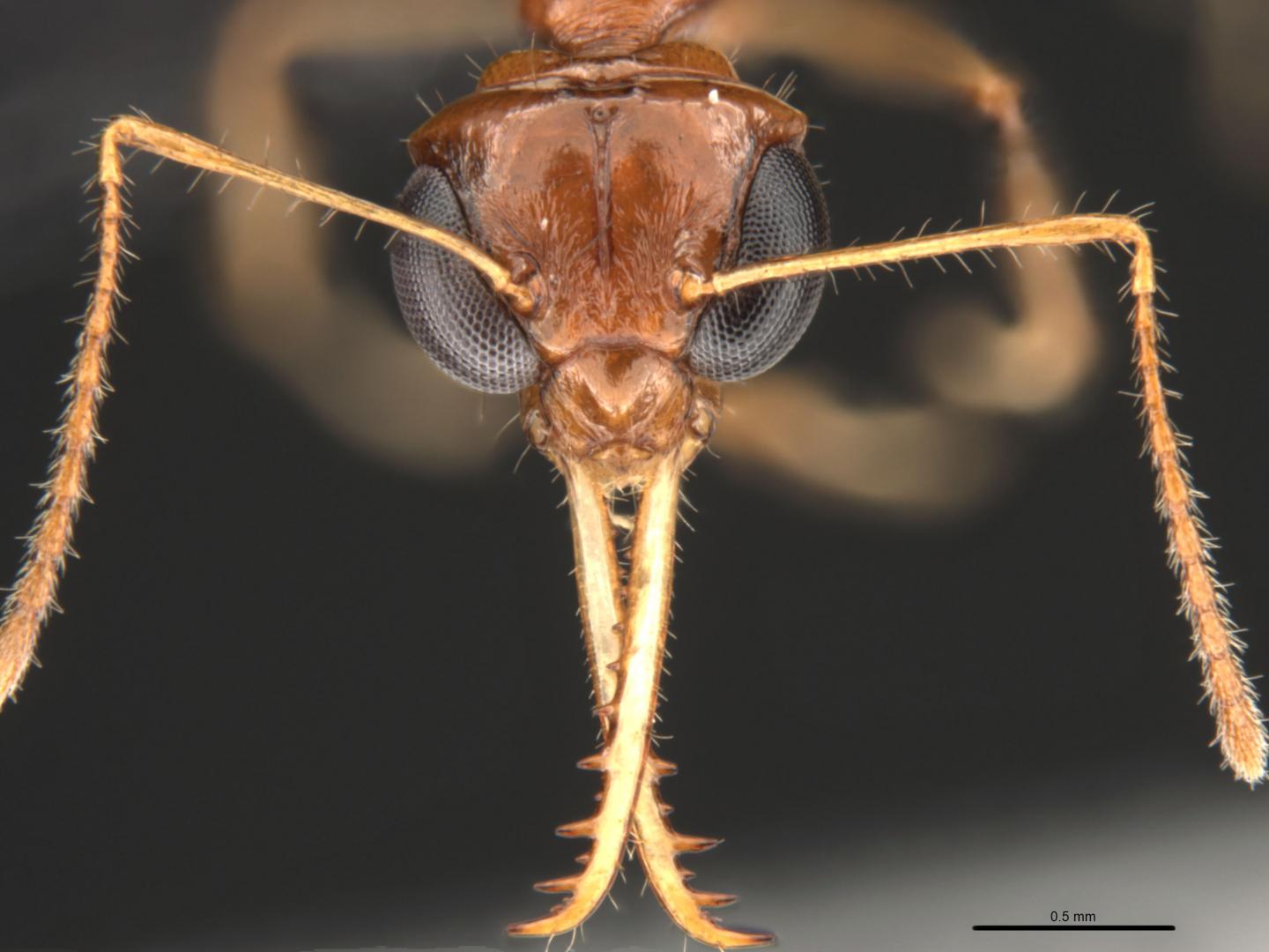 Myrmoteras cuneonodum, Ant Head under a Microscope