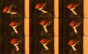 Frame sequence from a high-speed video of pecking in the pileated woodpecker (Dryocopus pileatus)