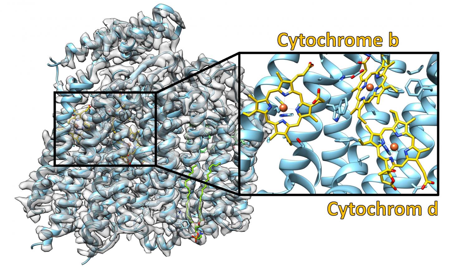 Structure of the Cytochrome bd Oxidase