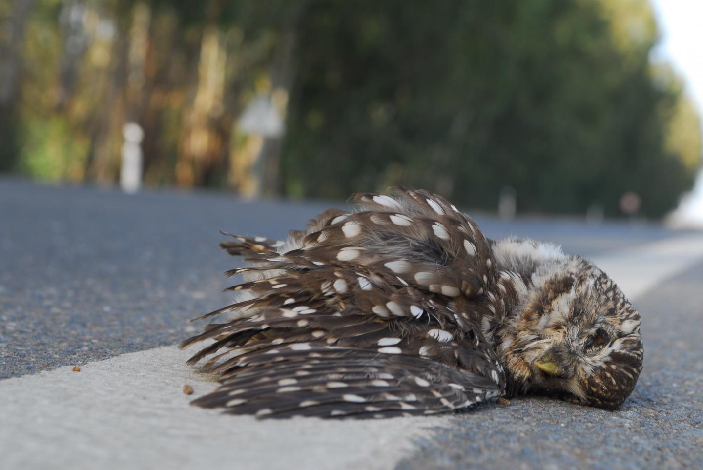 Roadkill study identifies animals most at ris | EurekAlert!