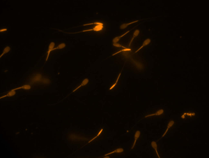 Sperm of domestic pig