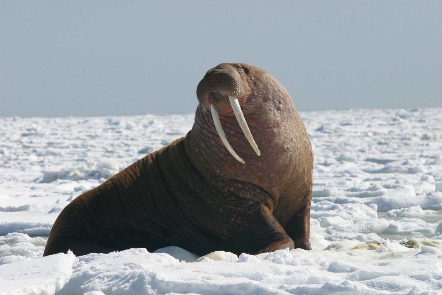 Pacific Walrus