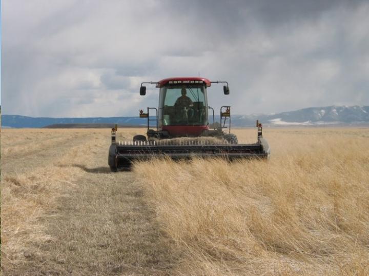 Harvesting Grassland