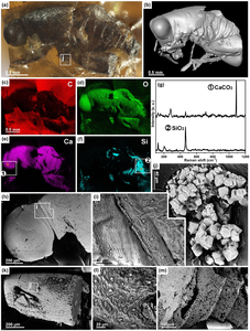 Calcified and silicified grasshopper