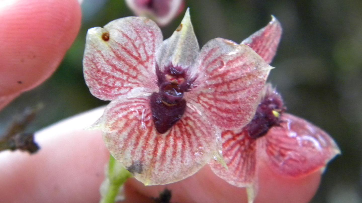 The New Orchid <em>Telipogon diabolicus</em> (2 of 2)