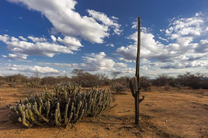 The semi-arid portion of Brazil’s Northeast