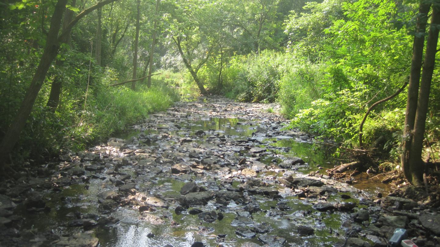 Restored Riparian Forest along a Headwater Stream