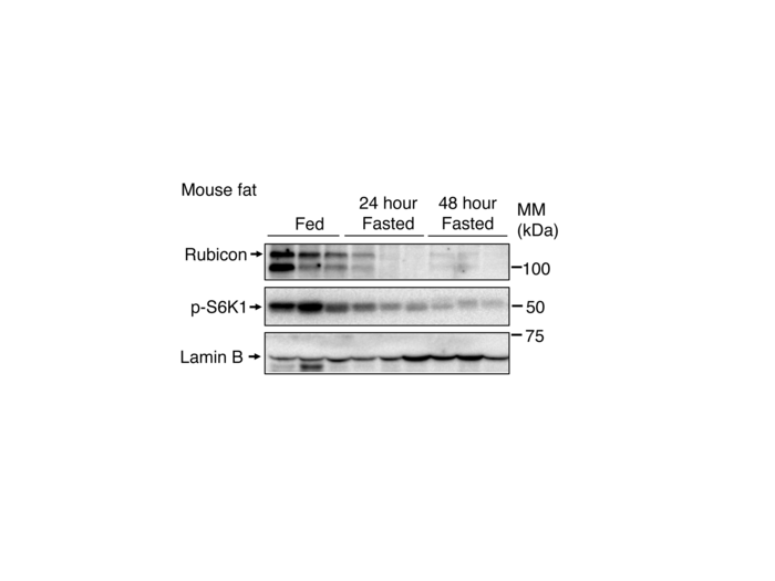 Fig.1 Rubicon in mouse adipose tissue decreases during fasting.