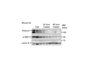 Fig.1 Rubicon in mouse adipose tissue decreases during fasting.