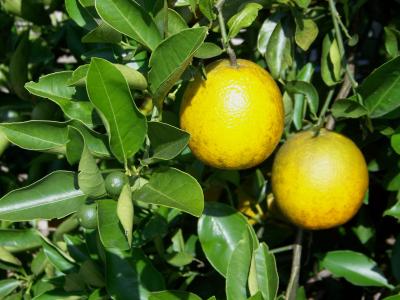 Valencia Oranges