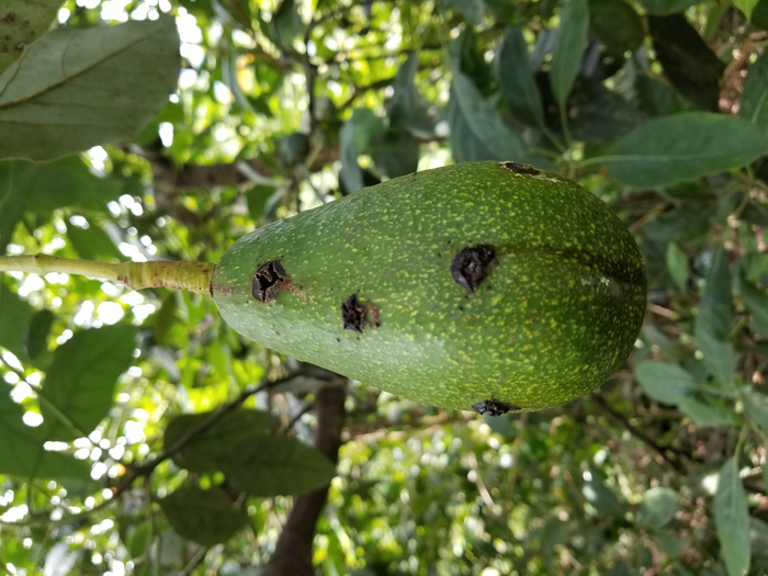 weevil damage