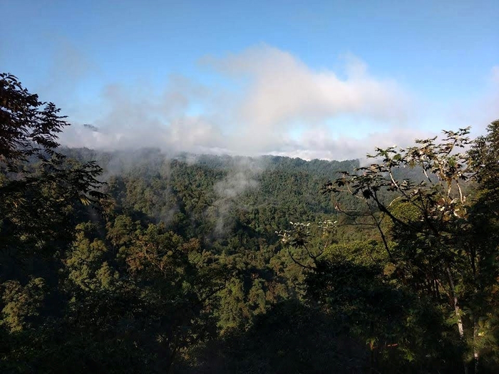 Cloud forest