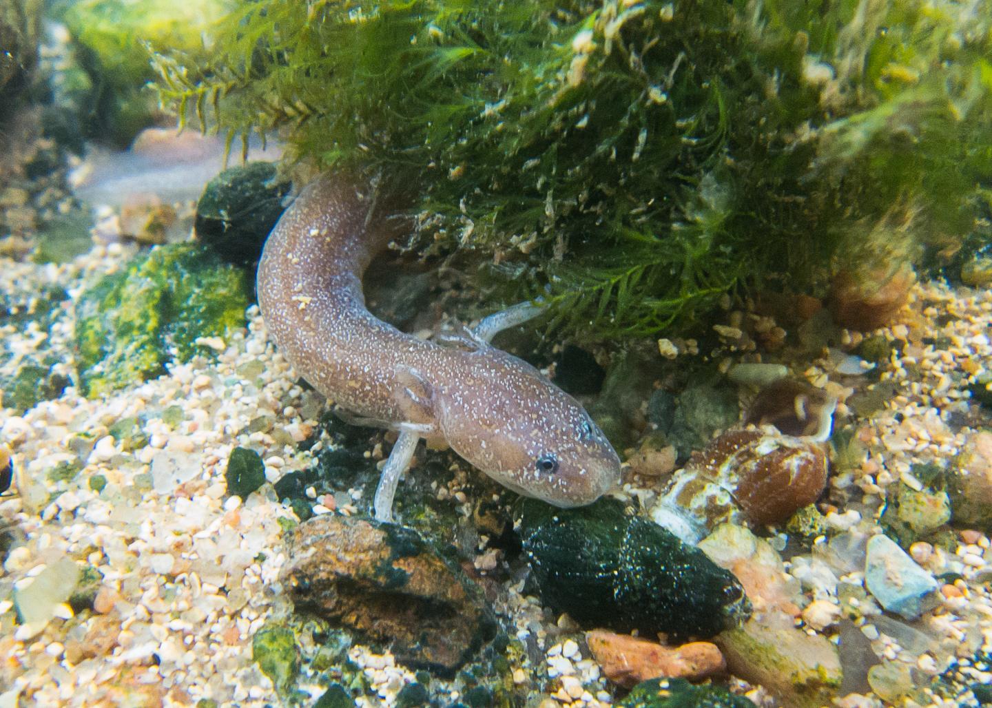 Salamander Protection