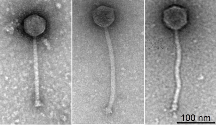 3 Phages