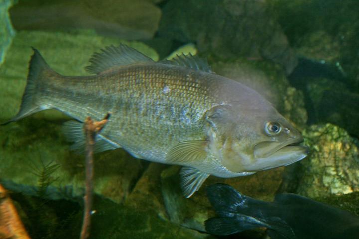 Largemouth Bass