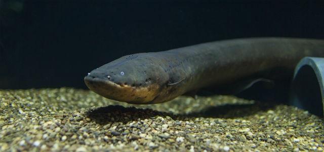 Electric Eel in Aquarium